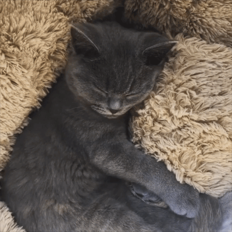 Kattbädd