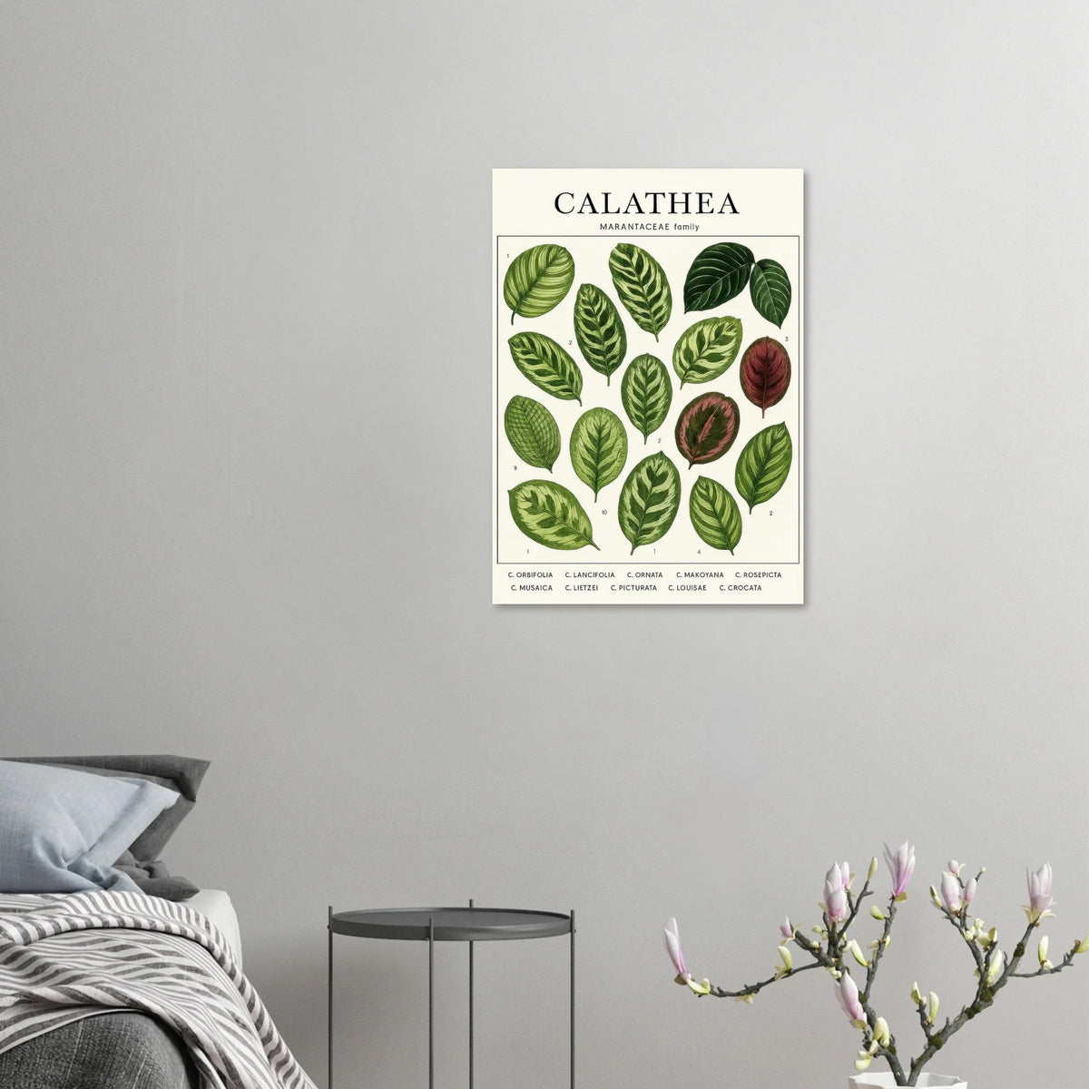 Calathea Botanical Study Poster – Elegant Plant Art Print for Nature Lovers, available in 29 Sizes