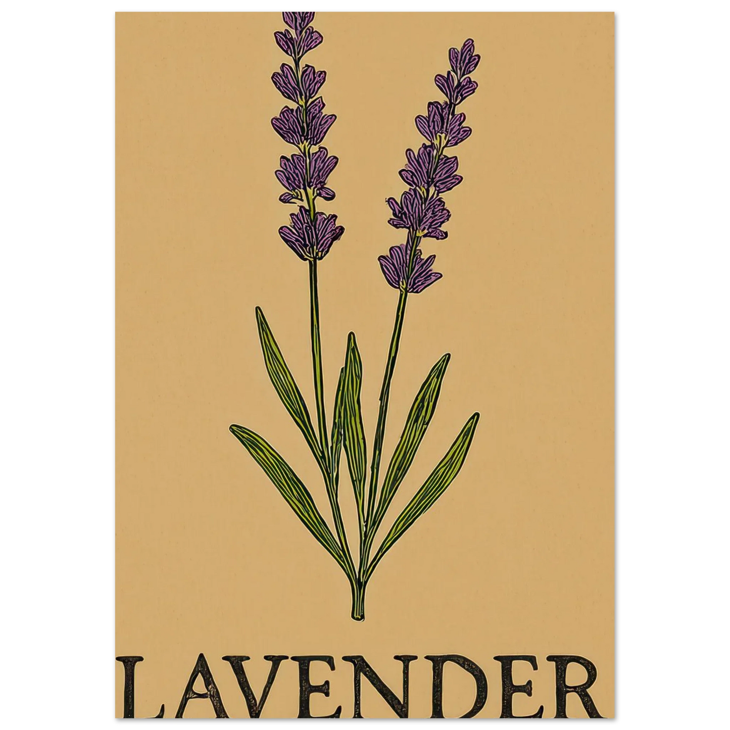 Frukter Lavendel Botanisk Illustration Affisch - Ljus & Livfull Väggkonst i Olika Storlekar