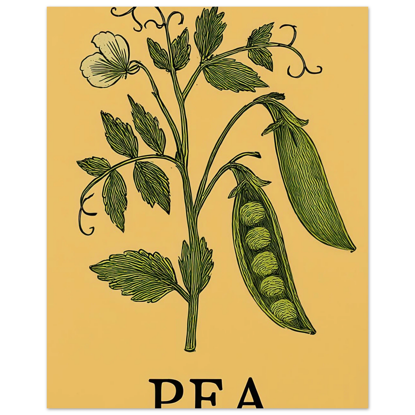 Frukter Pea Pod Print: En tidlös botanisk poster för ditt hem