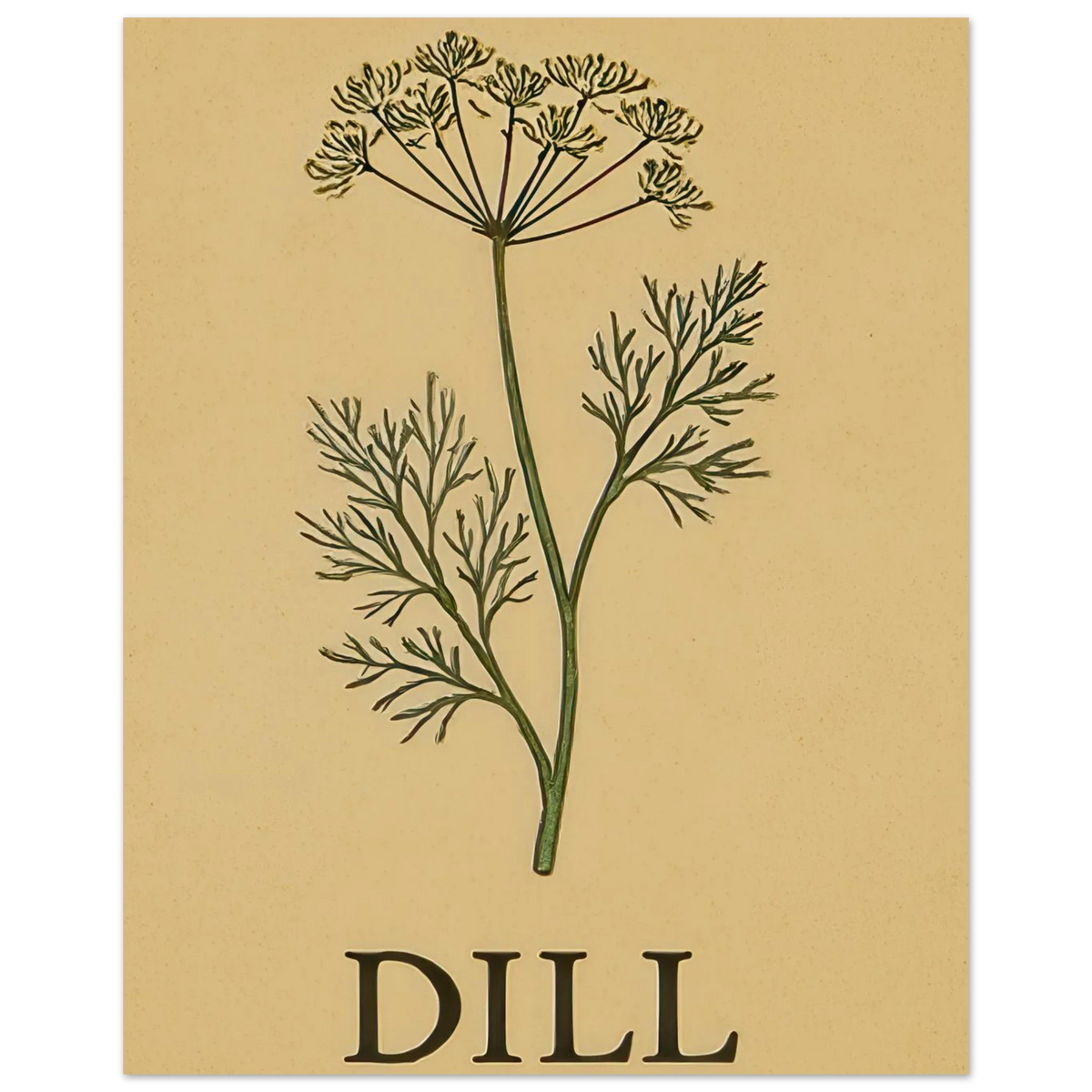 Frukter Dill Herb Botanical Print – Timeless Kitchen Wall Art on Premium Semi-Gloss Paper