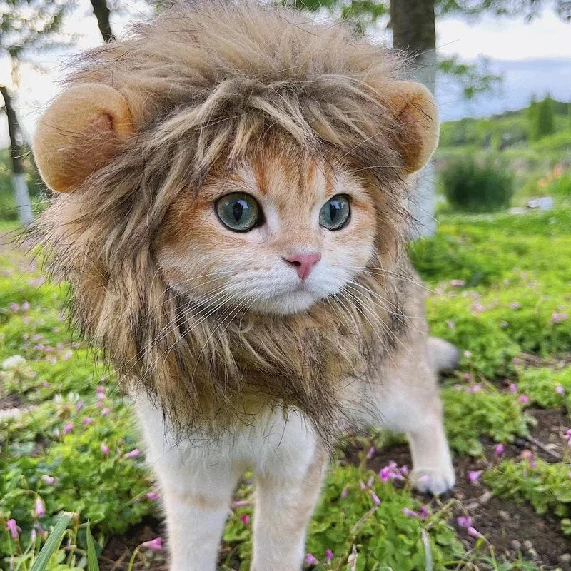 Katt Lejon Mane