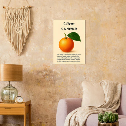 Frukter Citrus Sinensis Botanisk Poster - Vibrant Orange Art Print för ditt hem