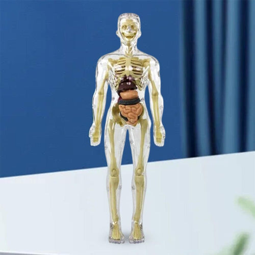3D Anatomiskt korrekt skelett - Leksaksmodell