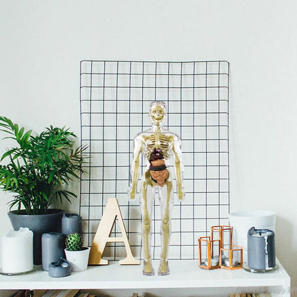 3D Anatomiskt korrekt skelett - Leksaksmodell