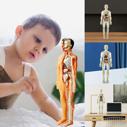 3D Anatomiskt korrekt skelett - Leksaksmodell