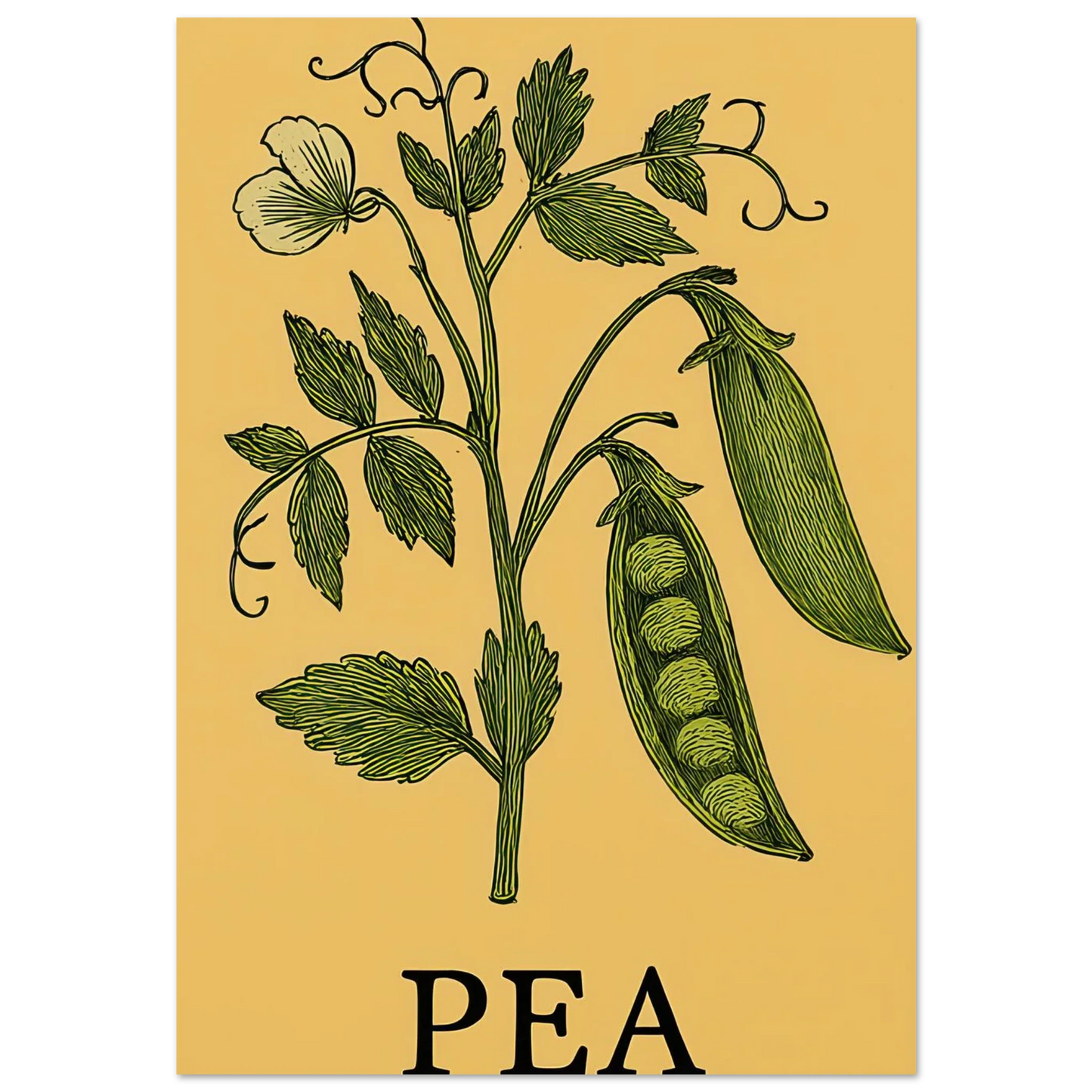 Frukter Pea Pod Print: En tidlös botanisk poster för ditt hem