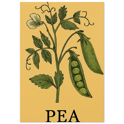 Frukter Pea Pod Print: En tidlös botanisk poster för ditt hem