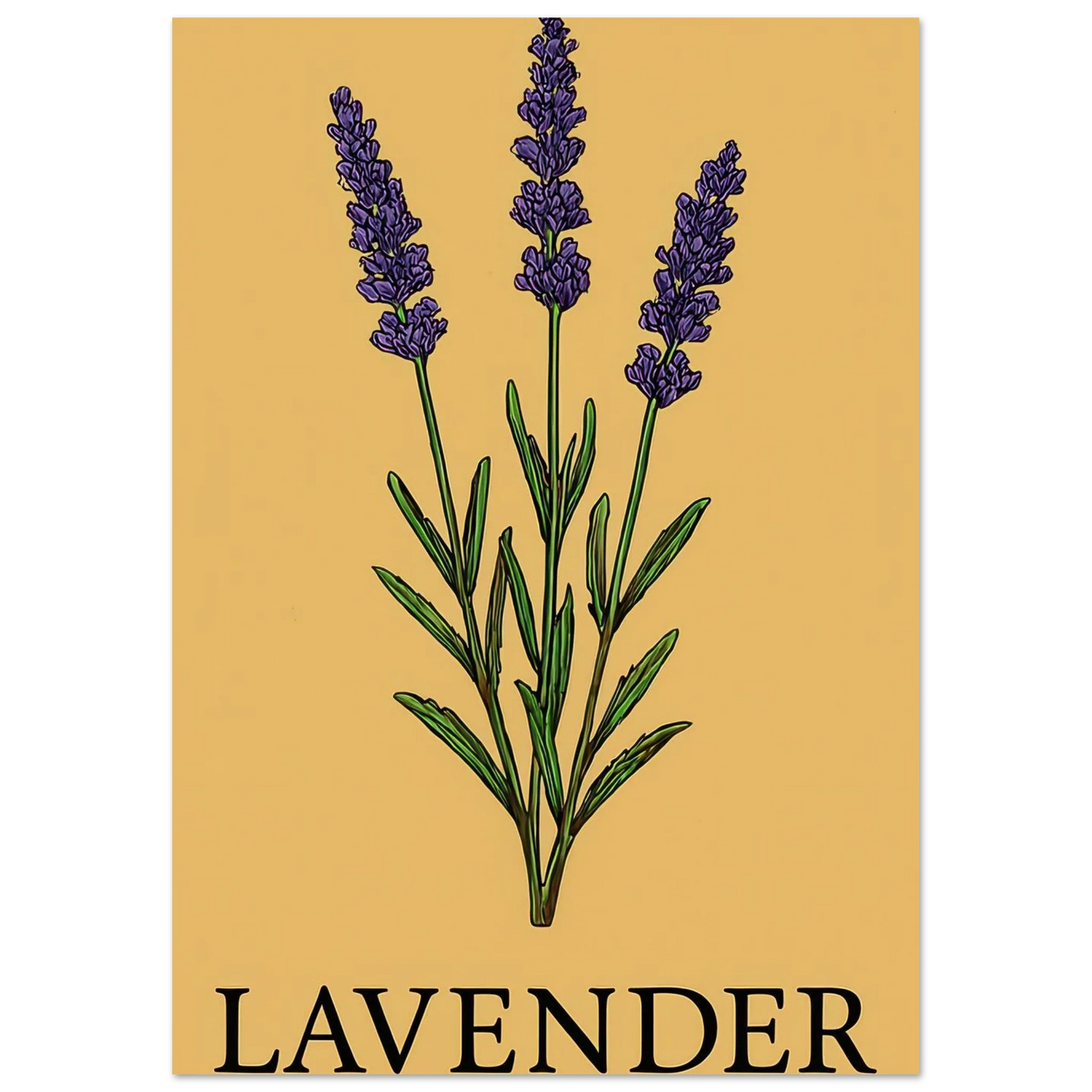 Frukter Lavender Botanical Art Print – Classic Halvblankt Poster for a Touch of Serenity