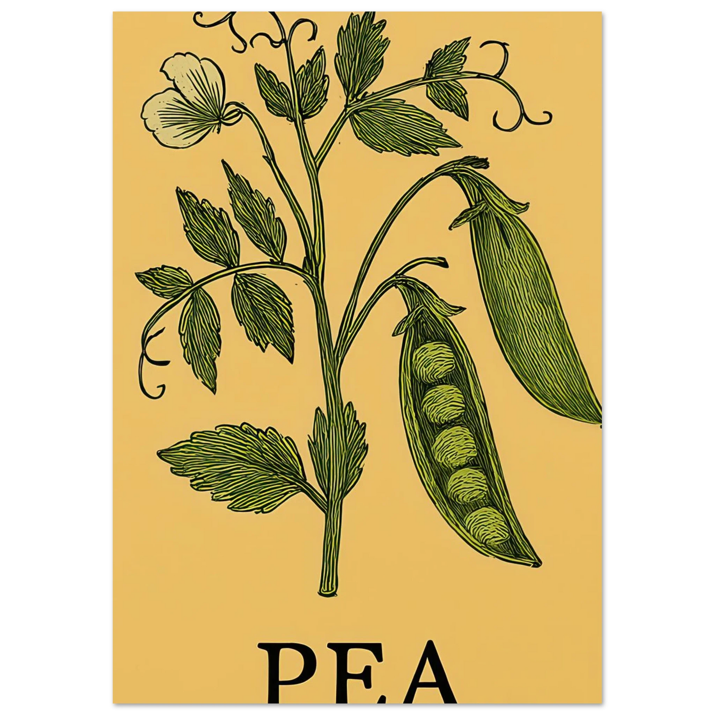 Frukter Pea Pod Print: En tidlös botanisk poster för ditt hem