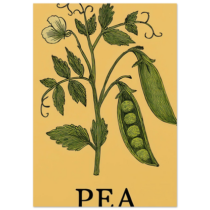 Frukter Pea Pod Print: En tidlös botanisk poster för ditt hem