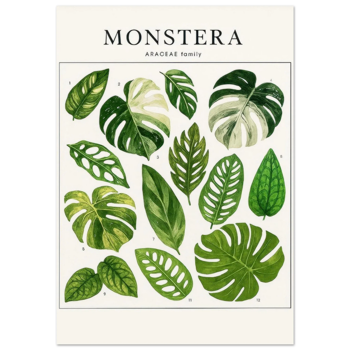 Monstera Botanical Art Print - Premium Green Leaf Illustration Poster in Various Sizes