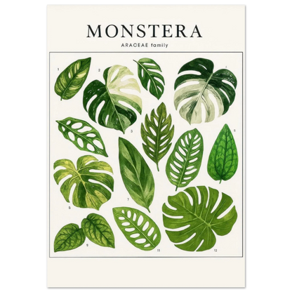 Monstera Botanical Art Print - Premium Green Leaf Illustration Poster in Various Sizes