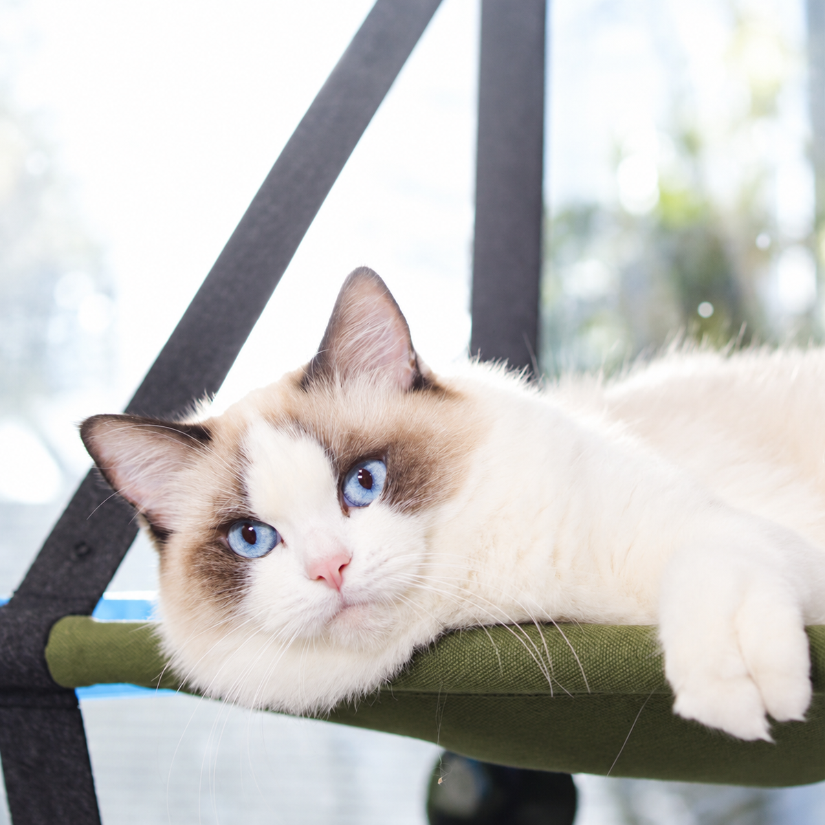 Window Hanging Cat Bed