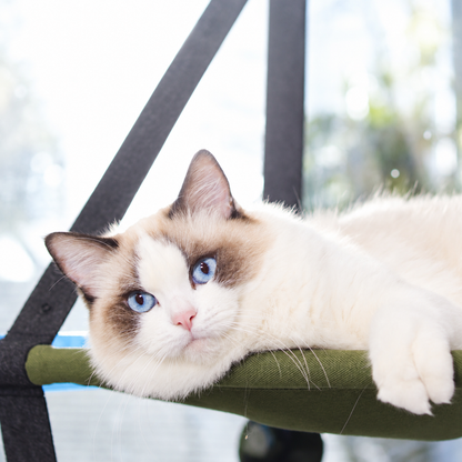 Window Hanging Cat Bed