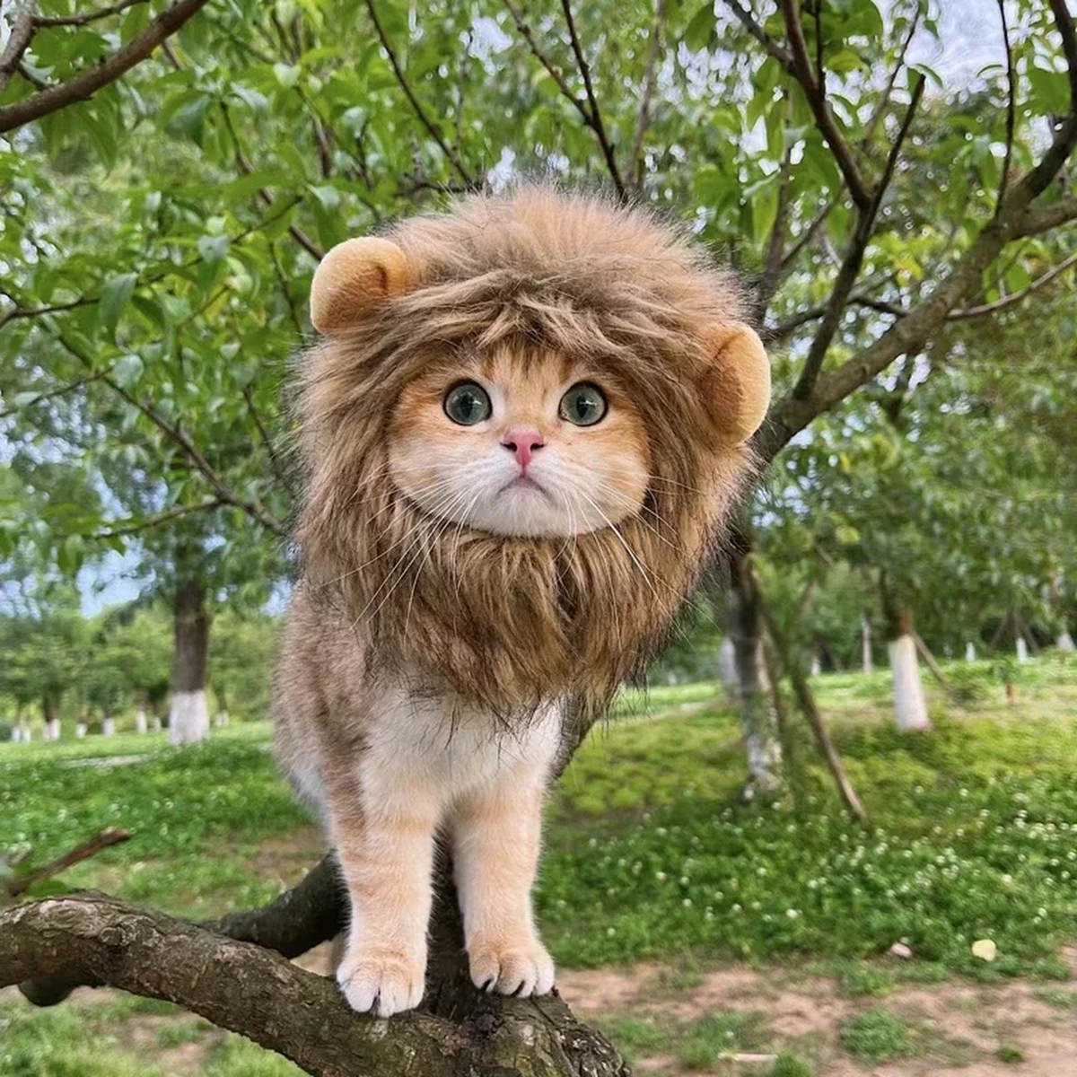 Lion Costume Hat for Pets