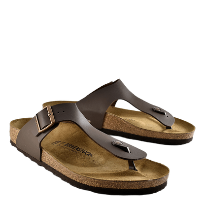 Ramses (normal) Brown