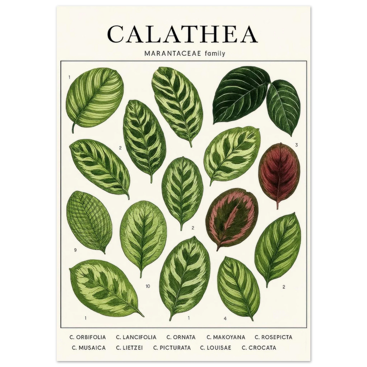 Calathea Botanical Study Poster – Elegant Plant Art Print for Nature Lovers, available in 29 Sizes