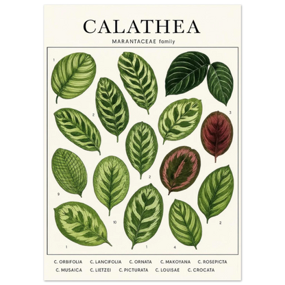 Calathea Botanical Study Poster – Elegant Plant Art Print for Nature Lovers, available in 29 Sizes