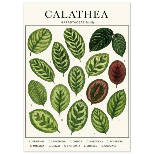 Calathea Botanical Study Poster – Elegant Plant Art Print for Nature Lovers, available in 29 Sizes