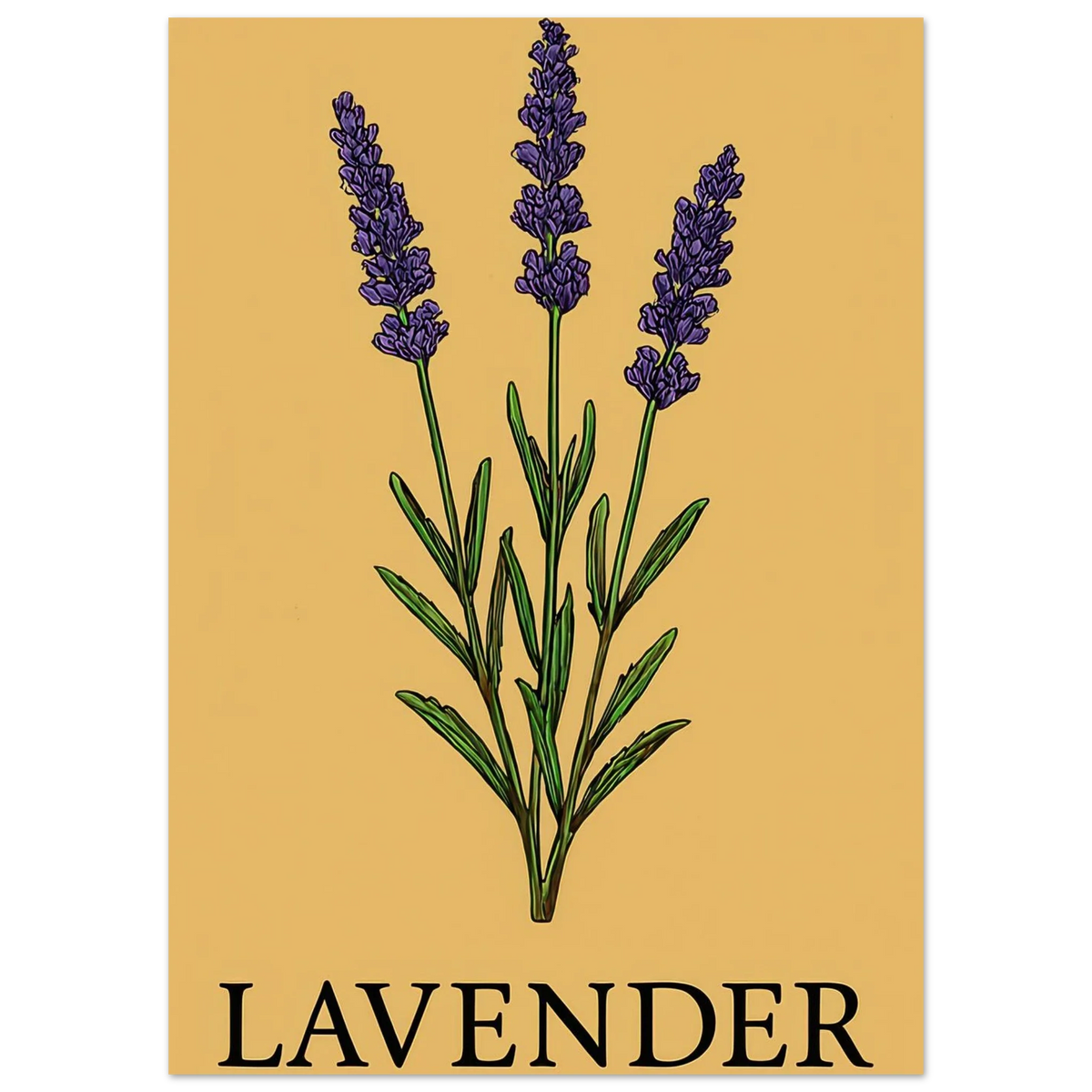 Frukter Lavender Botanical Art Print – Classic Halvblankt Poster for a Touch of Serenity