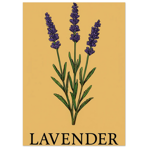 Frukter Lavender Botanical Art Print – Classic Halvblankt Poster for a Touch of Serenity