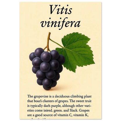 Frukter Vitis Vinifera Poster - Botanisk Druvkonsttryck på Premium Halvblankt Papper