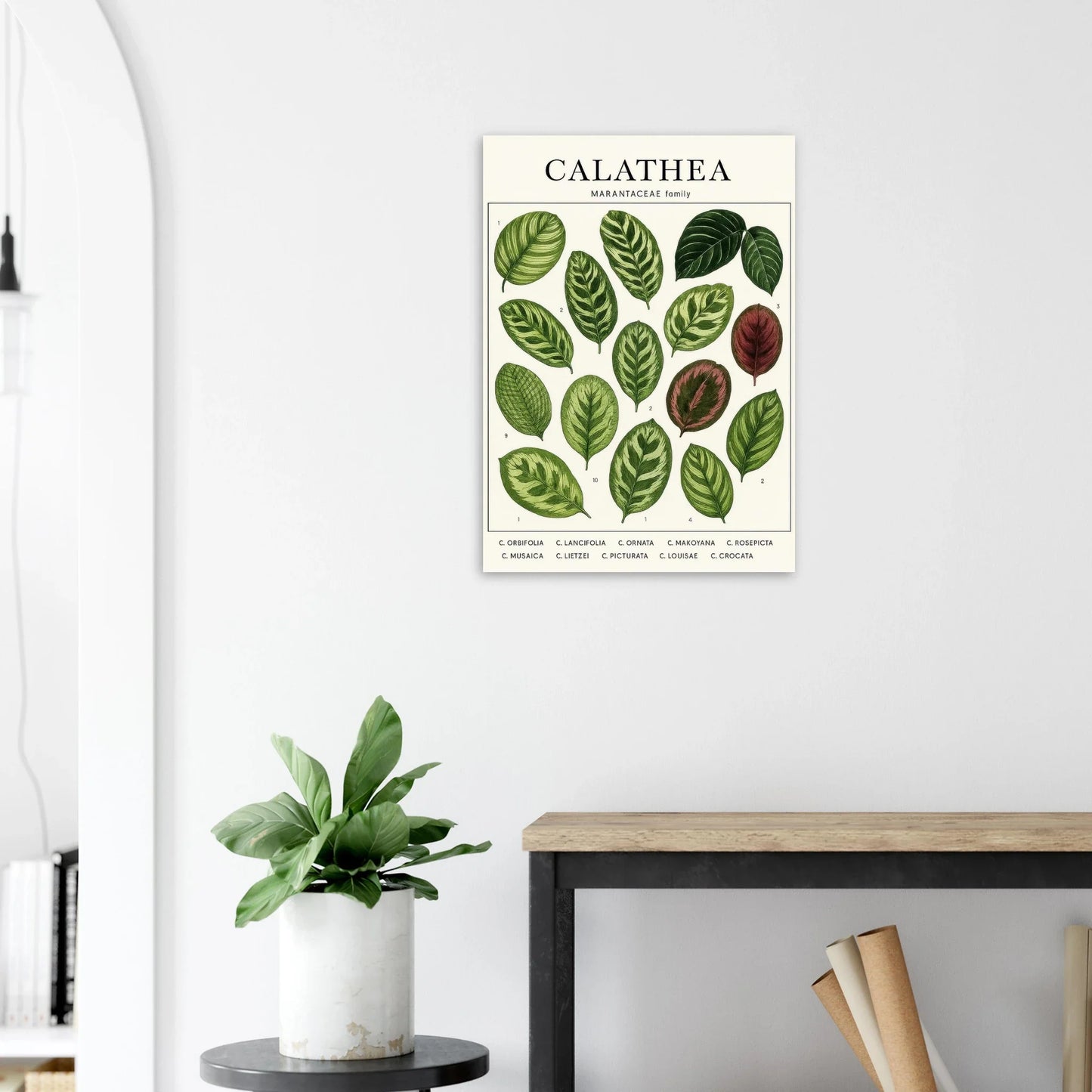 Calathea Botanical Study Poster – Elegant Plant Art Print for Nature Lovers, available in 29 Sizes
