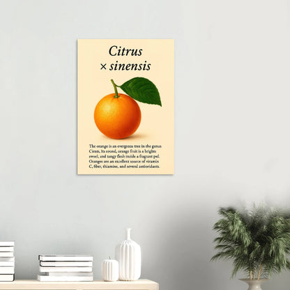 Frukter Citrus Sinensis Botanisk Poster - Vibrant Orange Art Print för ditt hem