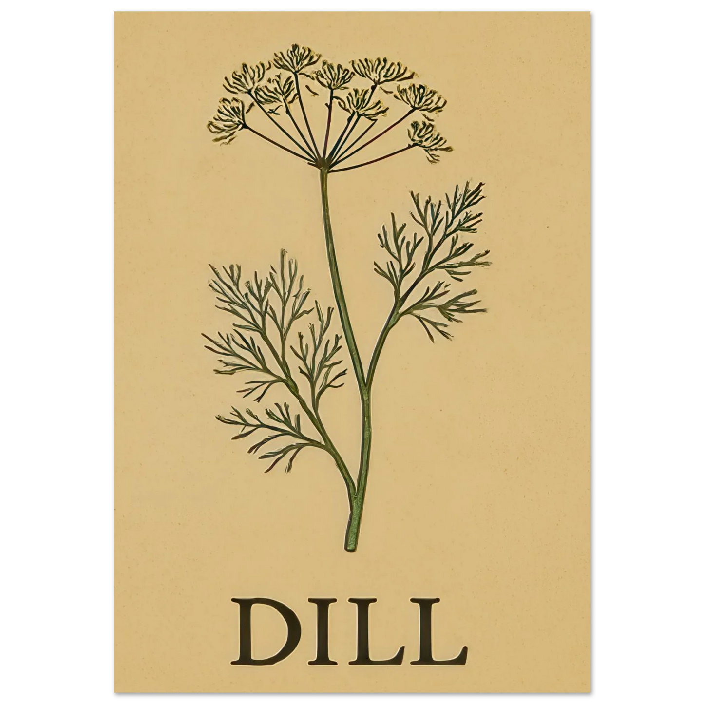 Frukter Dill Herb Botanical Print – Timeless Kitchen Wall Art on Premium Semi-Gloss Paper