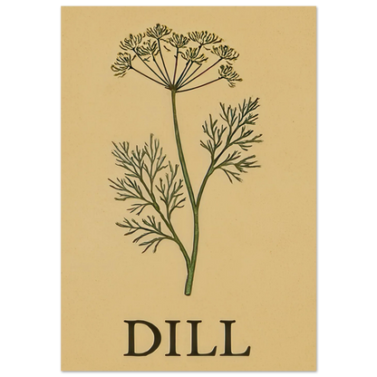 Frukter Dill Herb Botanical Print – Timeless Kitchen Wall Art on Premium Semi-Gloss Paper