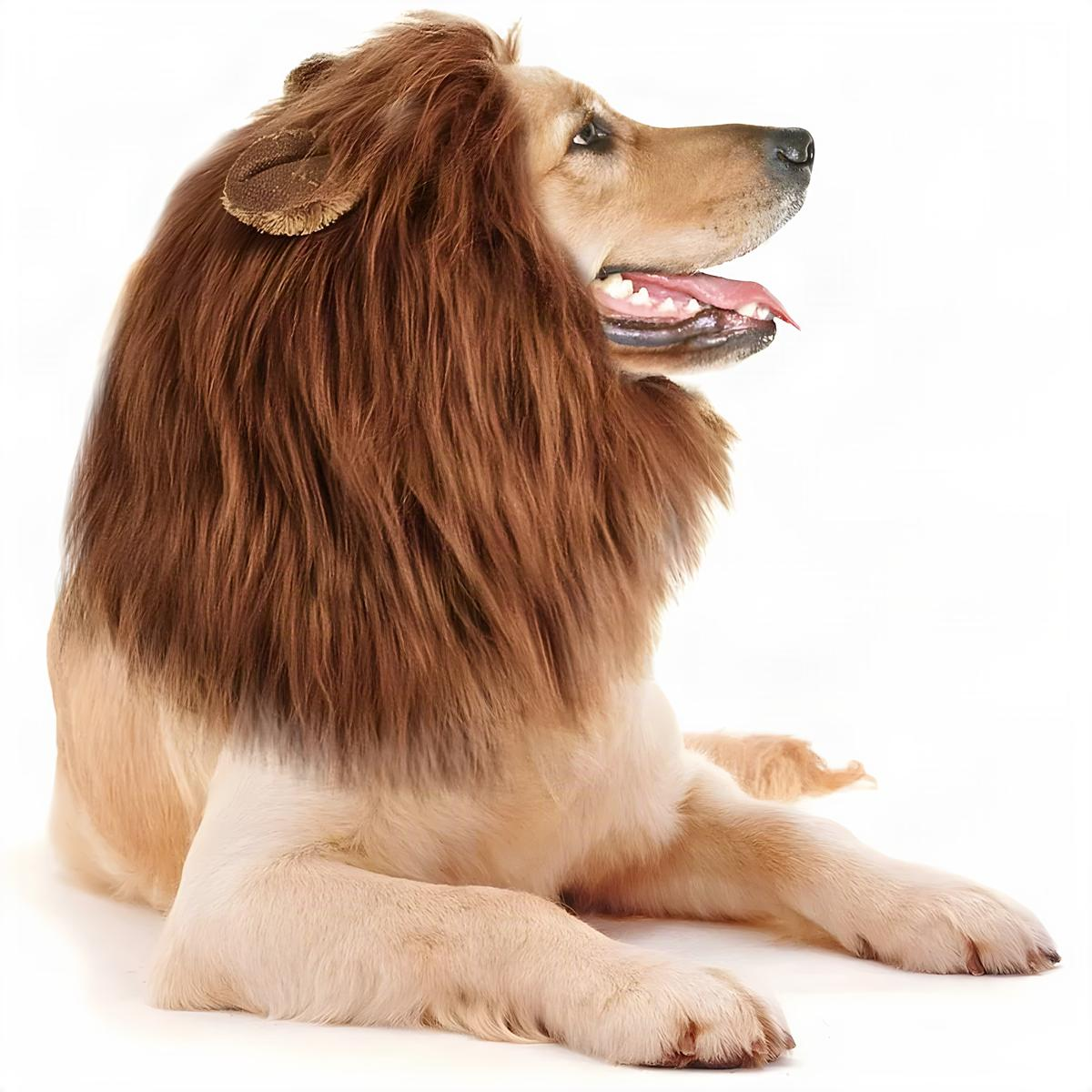 Dog Lion Mane Costume