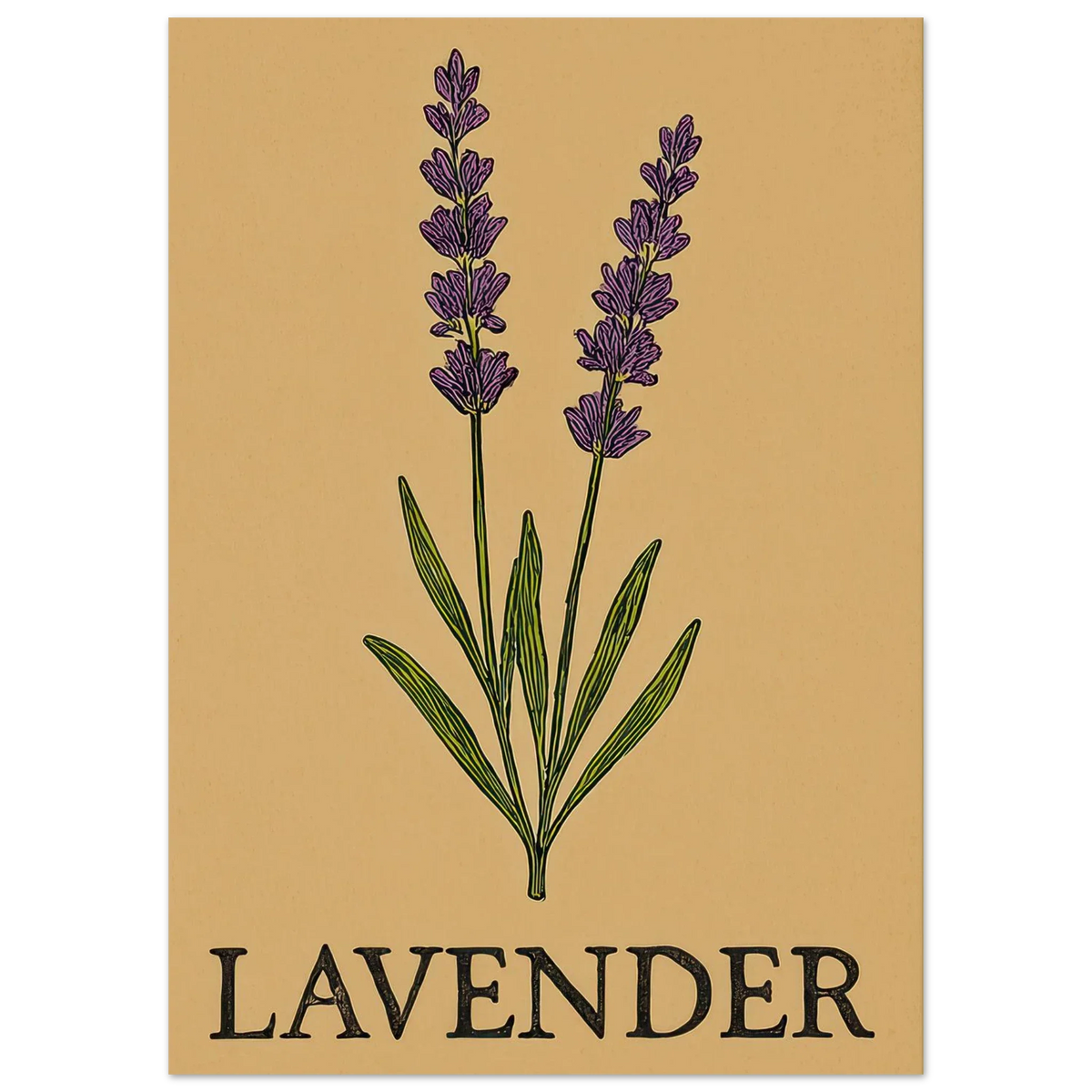 Frukter Lavendel Botanisk Illustration Affisch - Ljus & Livfull Väggkonst i Olika Storlekar