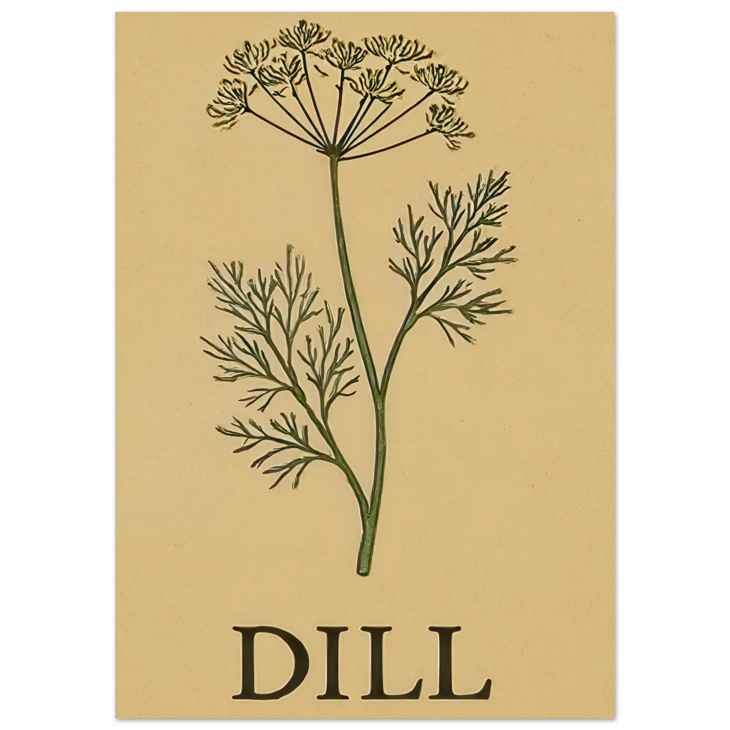 Frukter Dill Herb Botanical Print – Timeless Kitchen Wall Art on Premium Semi-Gloss Paper
