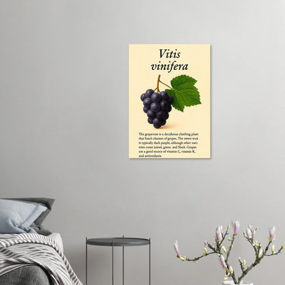 Frukter Vitis Vinifera Poster - Botanisk Druvkonsttryck på Premium Halvblankt Papper