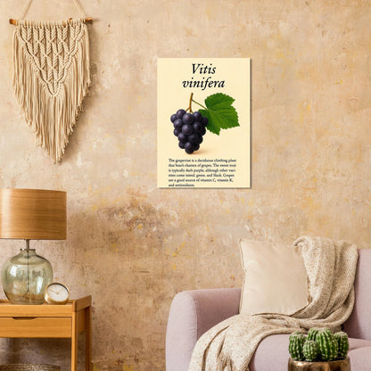 Frukter Vitis Vinifera Poster - Botanisk Druvkonsttryck på Premium Halvblankt Papper