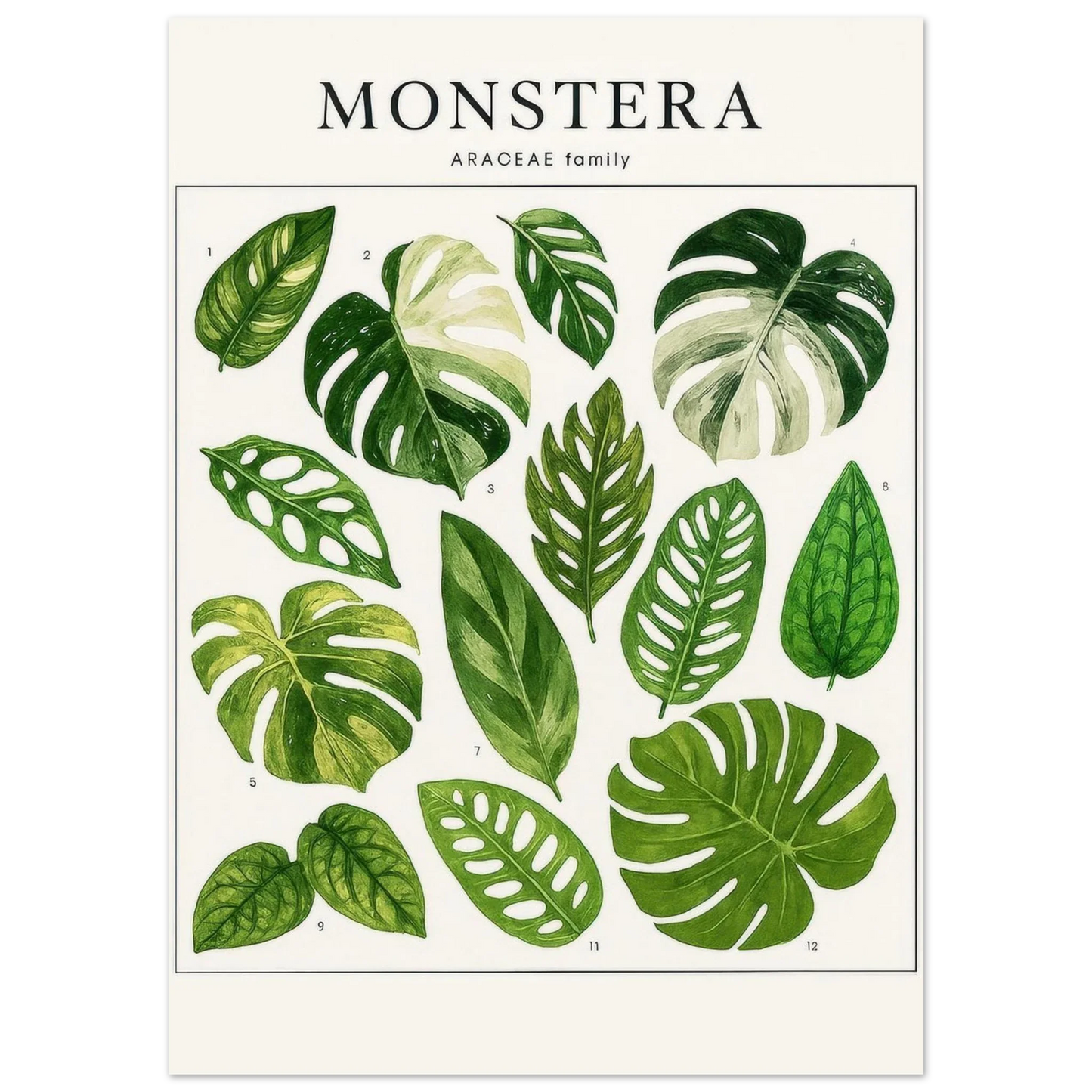 Monstera Botanical Art Print - Premium Green Leaf Illustration Poster in Various Sizes