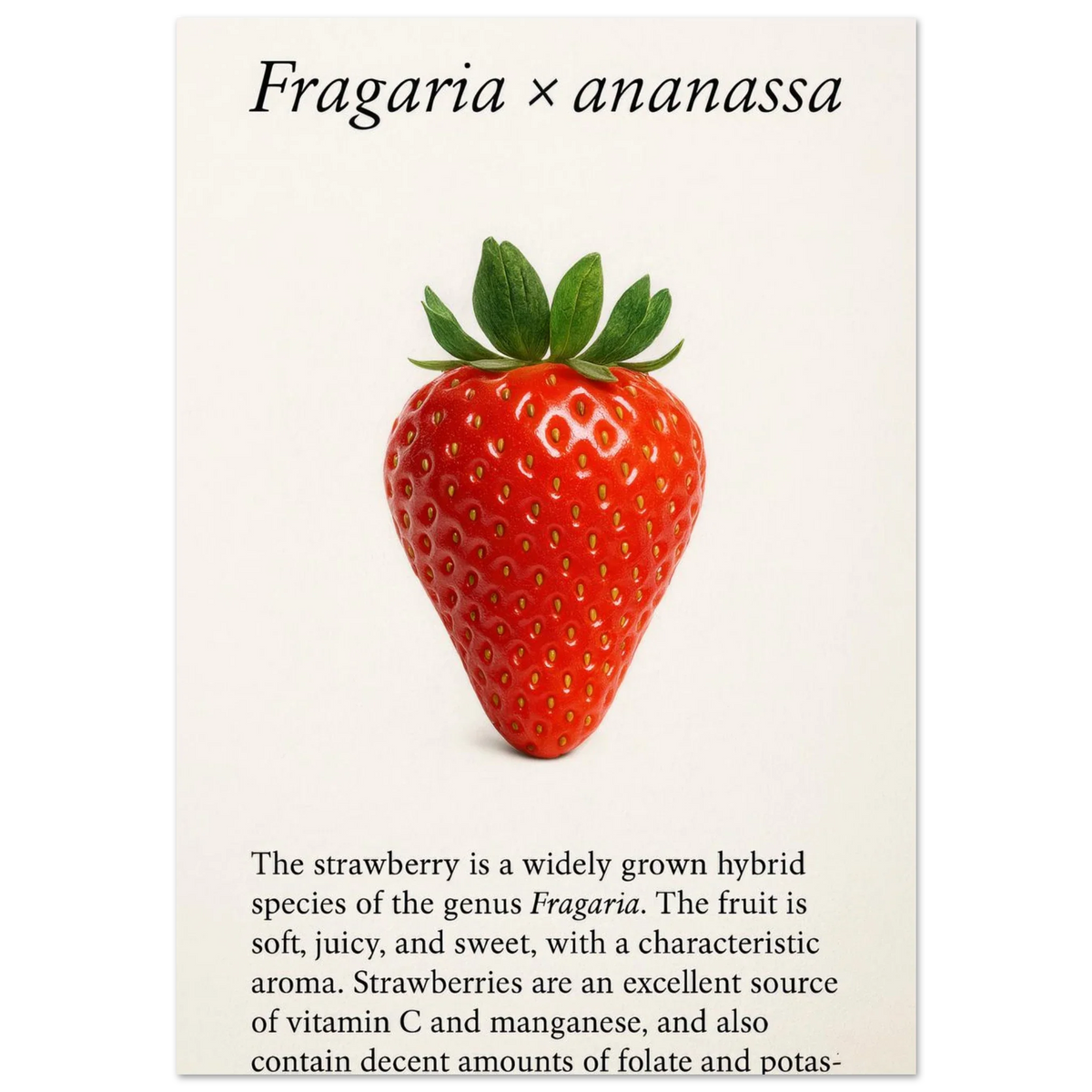 Frukter: Strawberry Botanical Print Poster – Vibrant Fruit Art for Your Home, Available in Multiple Sizes