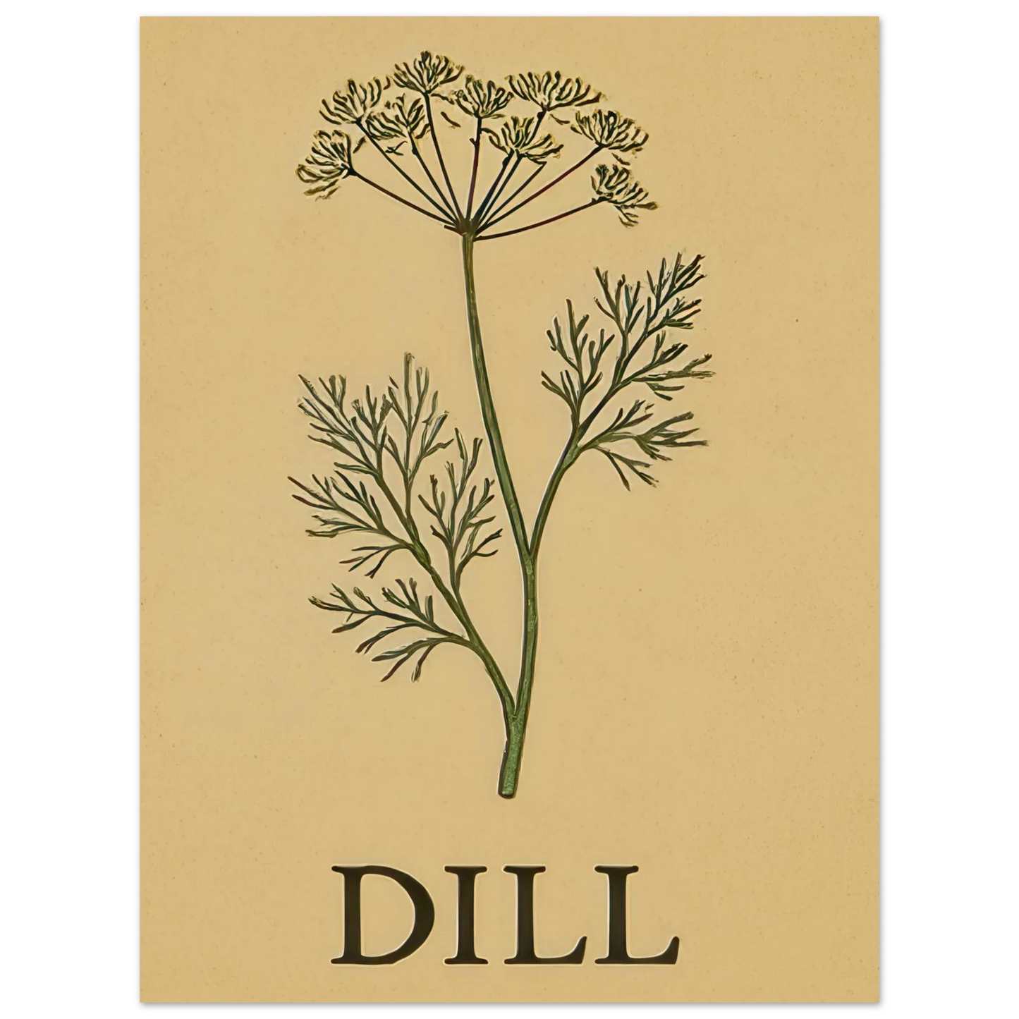 Frukter Dill Herb Botanical Print – Timeless Kitchen Wall Art on Premium Semi-Gloss Paper