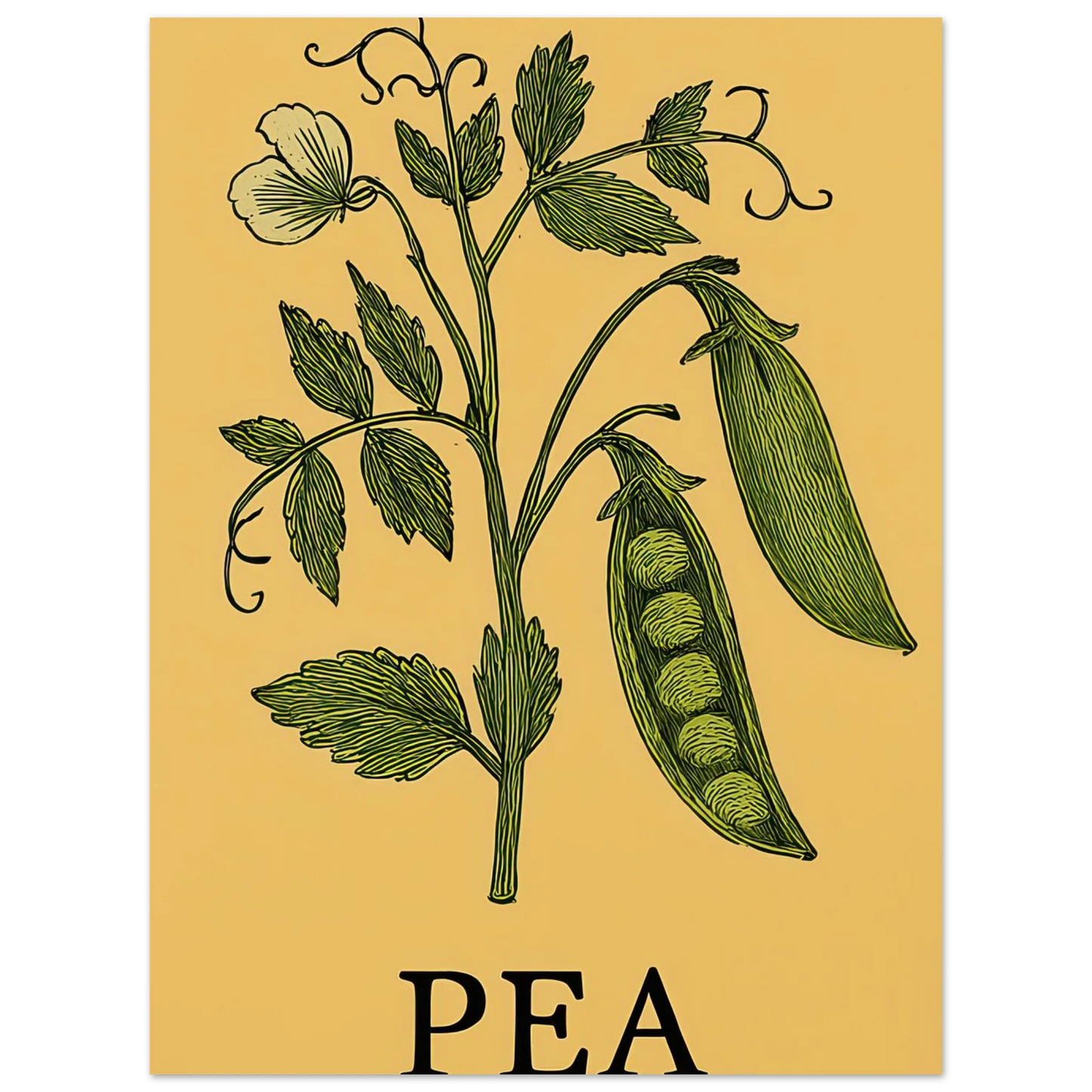 Frukter Pea Pod Print: En tidlös botanisk poster för ditt hem