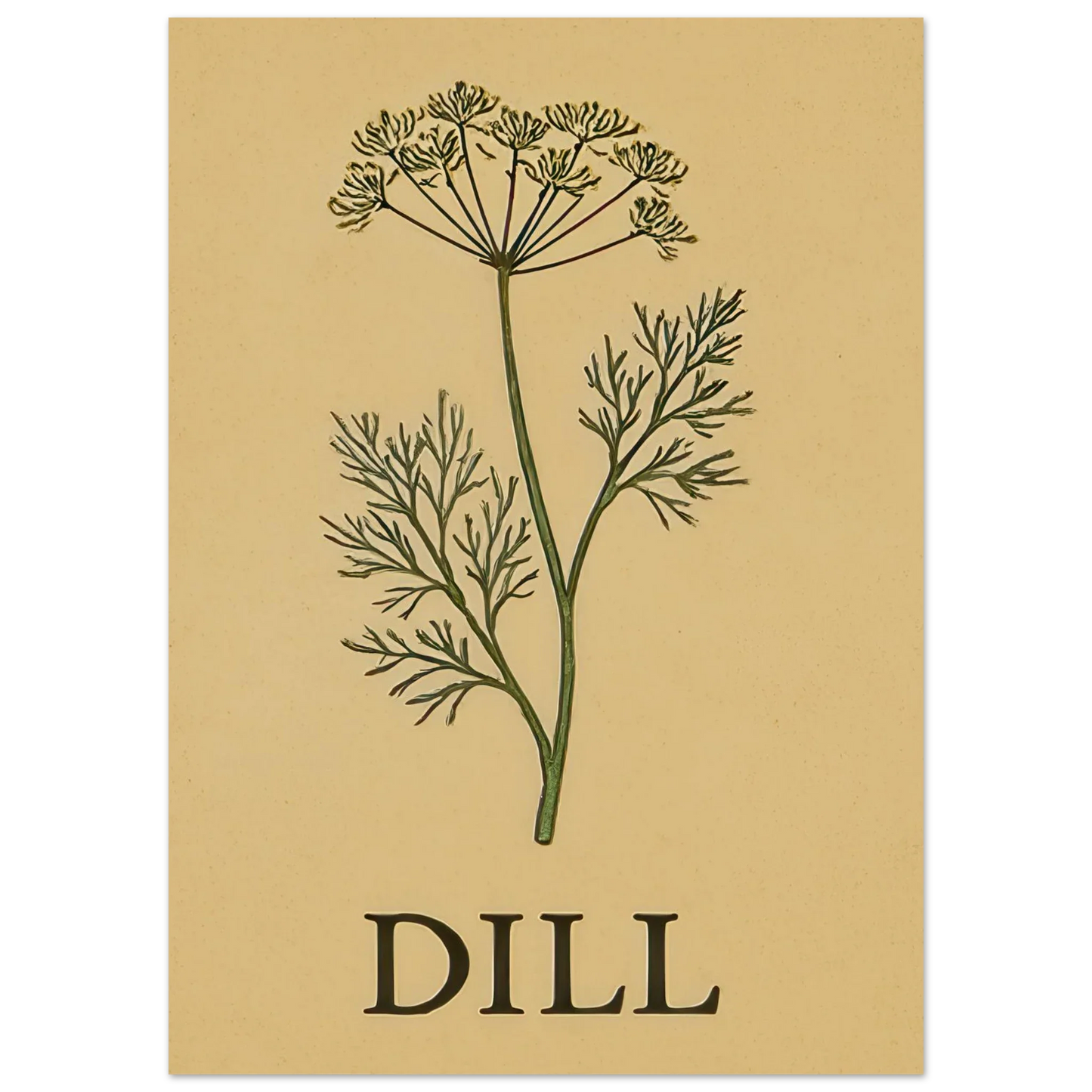 Frukter Dill Herb Botanical Print – Timeless Kitchen Wall Art on Premium Semi-Gloss Paper