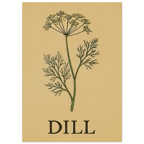 Frukter Dill Herb Botanical Print – Timeless Kitchen Wall Art on Premium Semi-Gloss Paper