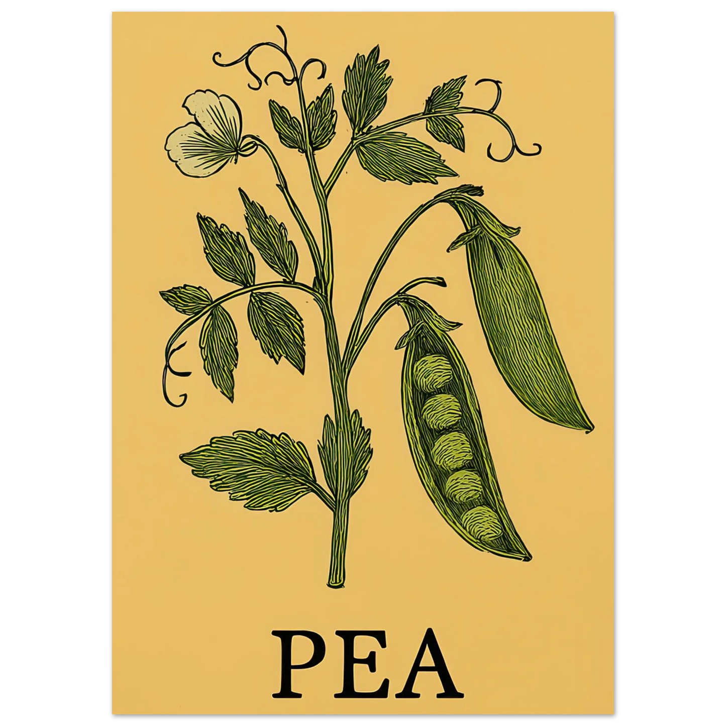 Frukter Pea Pod Print: En tidlös botanisk poster för ditt hem