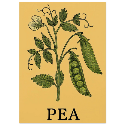 Frukter Pea Pod Print: En tidlös botanisk poster för ditt hem