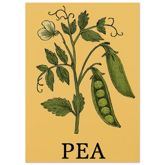 Frukter Pea Pod Print: En tidlös botanisk poster för ditt hem