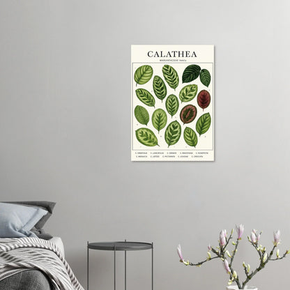 Calathea Botanical Study Poster – Elegant Plant Art Print for Nature Lovers, available in 29 Sizes