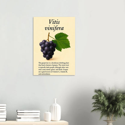 Frukter Vitis Vinifera Poster - Botanisk Druvkonsttryck på Premium Halvblankt Papper