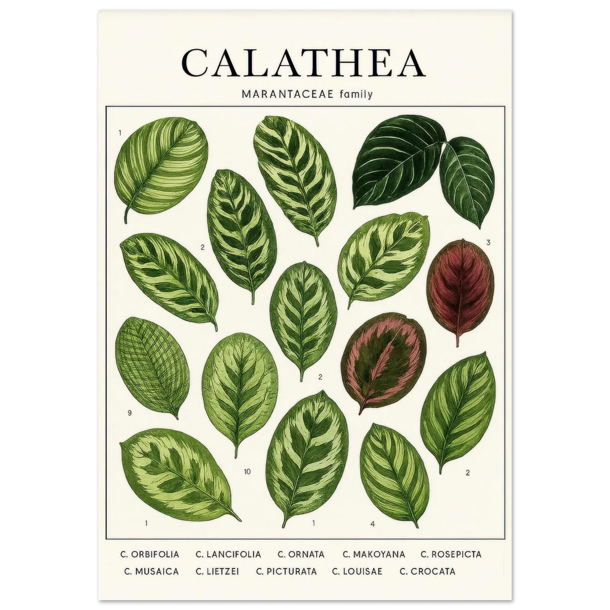 Calathea Botanical Study Poster – Elegant Plant Art Print for Nature Lovers, available in 29 Sizes