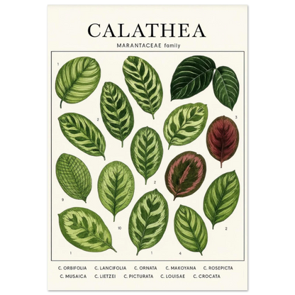 Calathea Botanical Study Poster – Elegant Plant Art Print for Nature Lovers, available in 29 Sizes