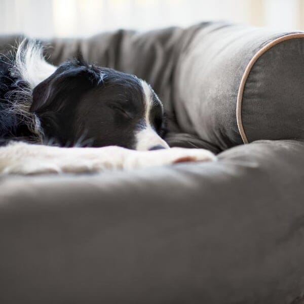 Soffa Hundbädd – Stilren & Mjuk Hundsoffa
